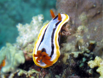 Nudibranch 2