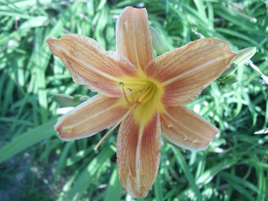 lily underwater