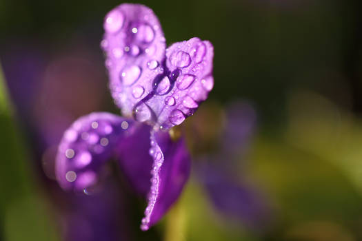 Spring Flowers I