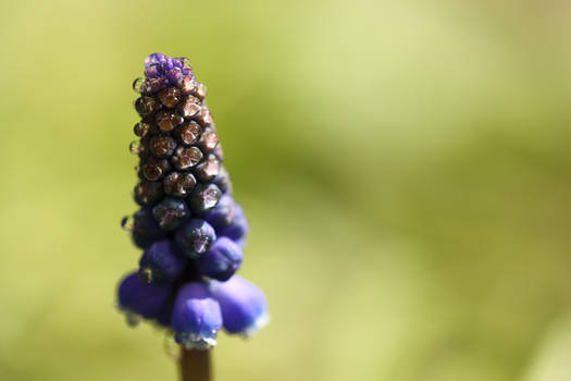 Spring Flowers VI