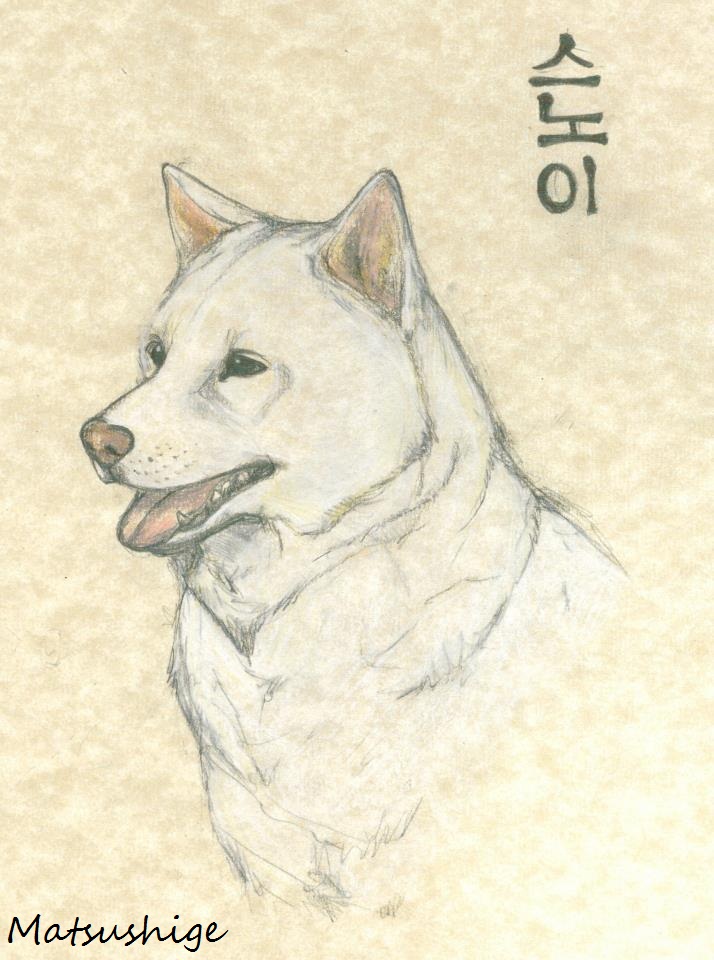 Jindo Snowy