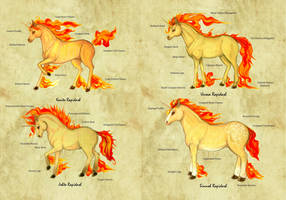 Rapidash Variations