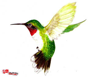 Hummingbird