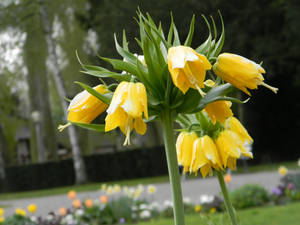 Flowers in Strasbourg