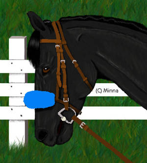Black thoroughbred horse head