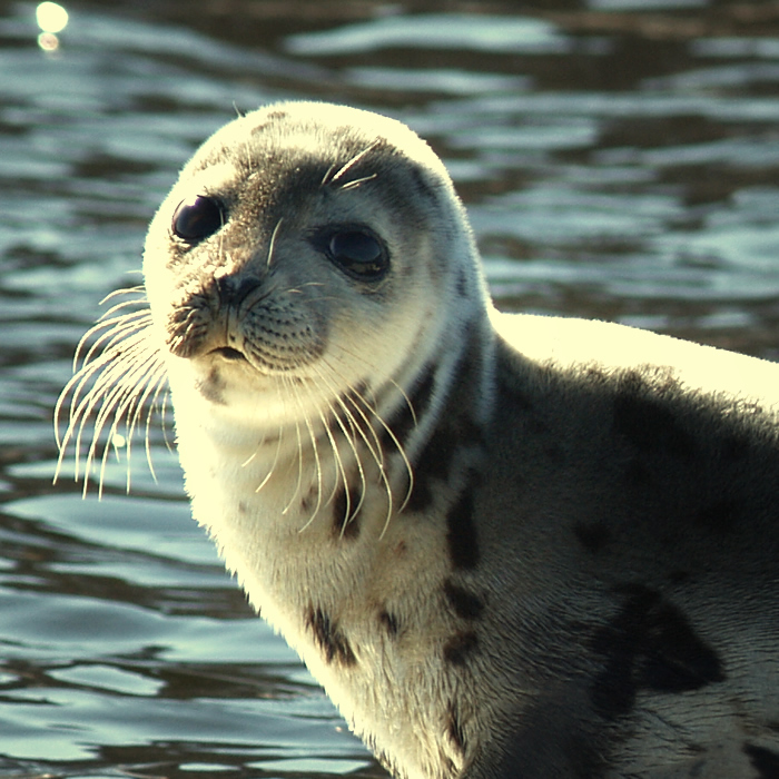 Seal