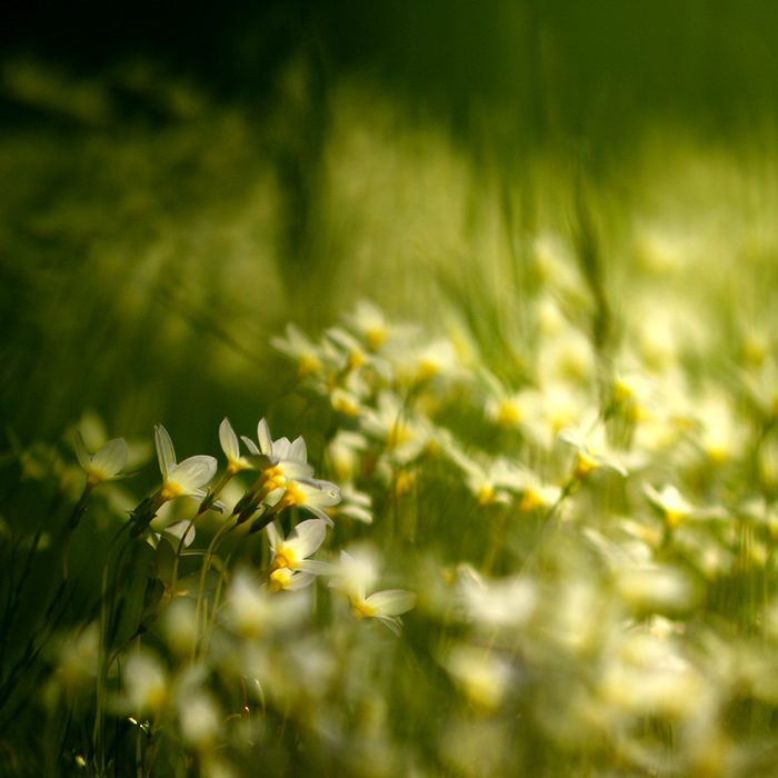 La Primavera Empieza