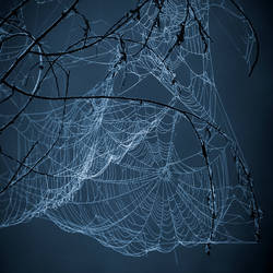 webs.4