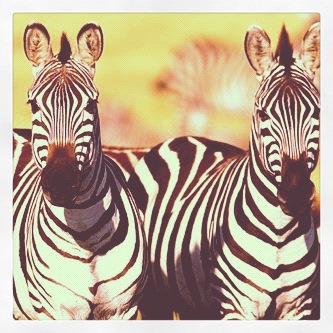 zebra twinzeez