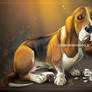 Basset Hound