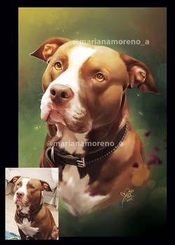 Pitbull Portrait