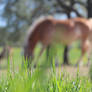 Grazing Horse