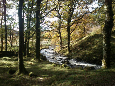 River Banks - Galloway Forest Park