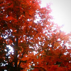 The sun shining on a beautiful autumn tree