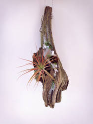 Wall Decor Air Plant Holder