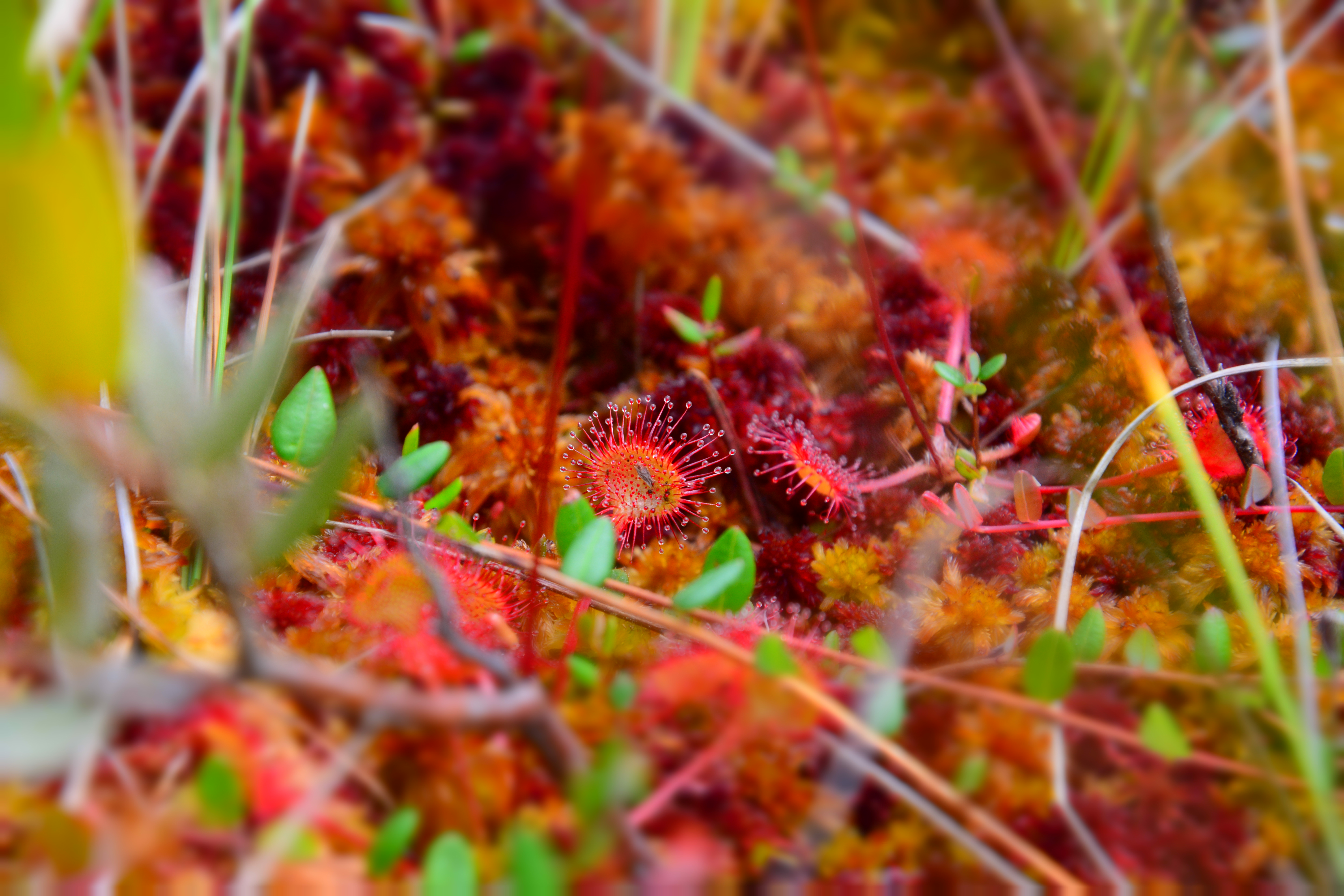 Drosera Flower