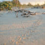 Footprints in the sand