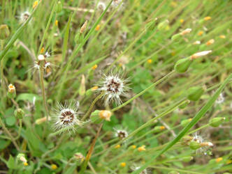 A prickly delicate beauty