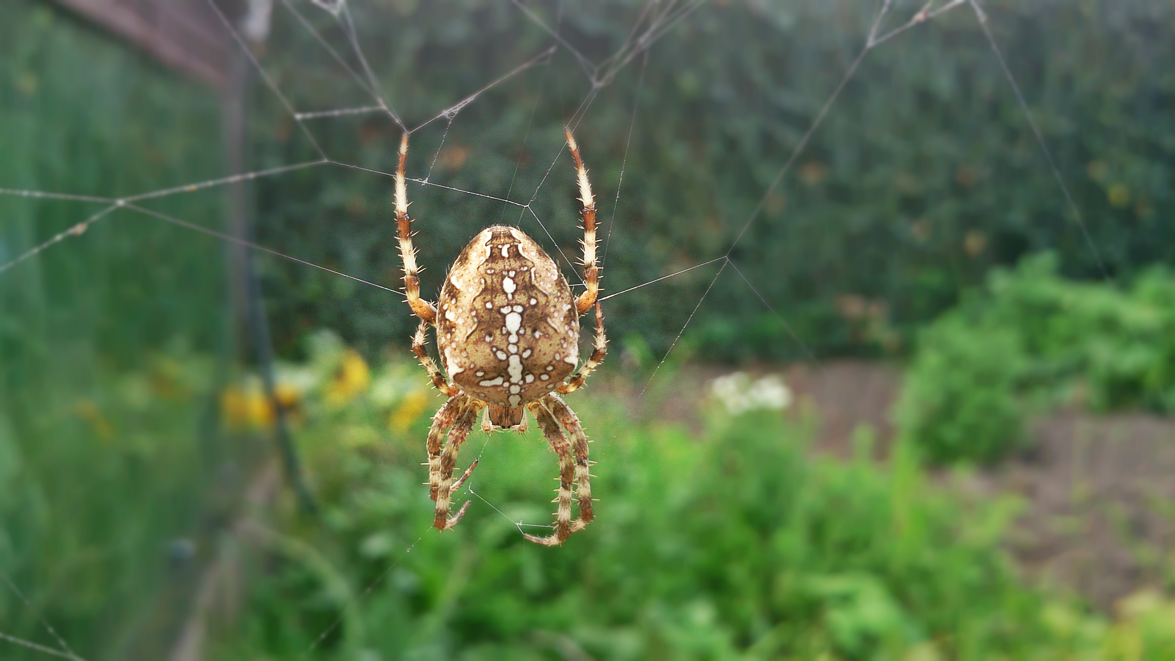 Photography #6 | Spider.