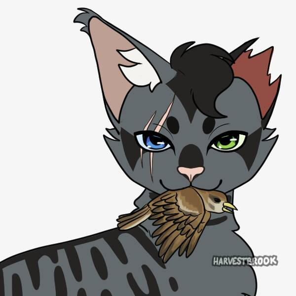 Warrior Cats The Game (Xbox One) by seahawkslover152 on DeviantArt