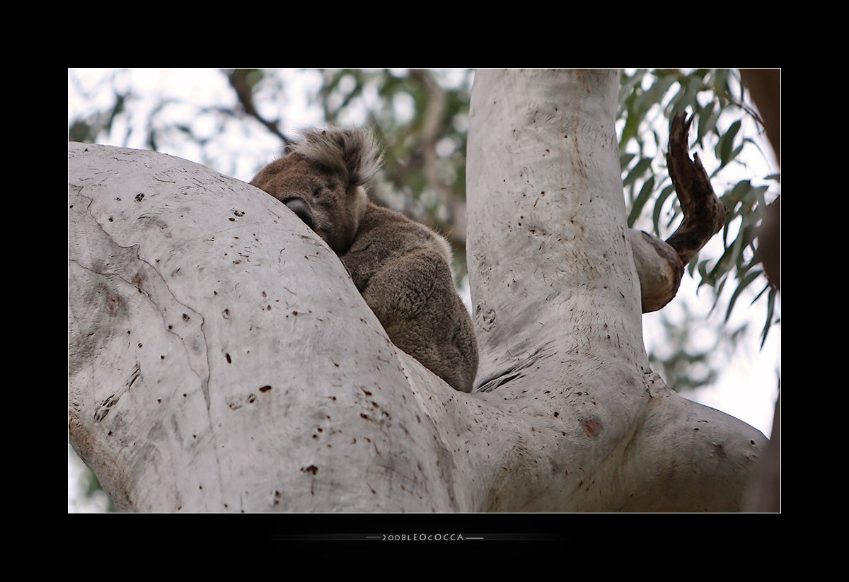 Koala sleeping