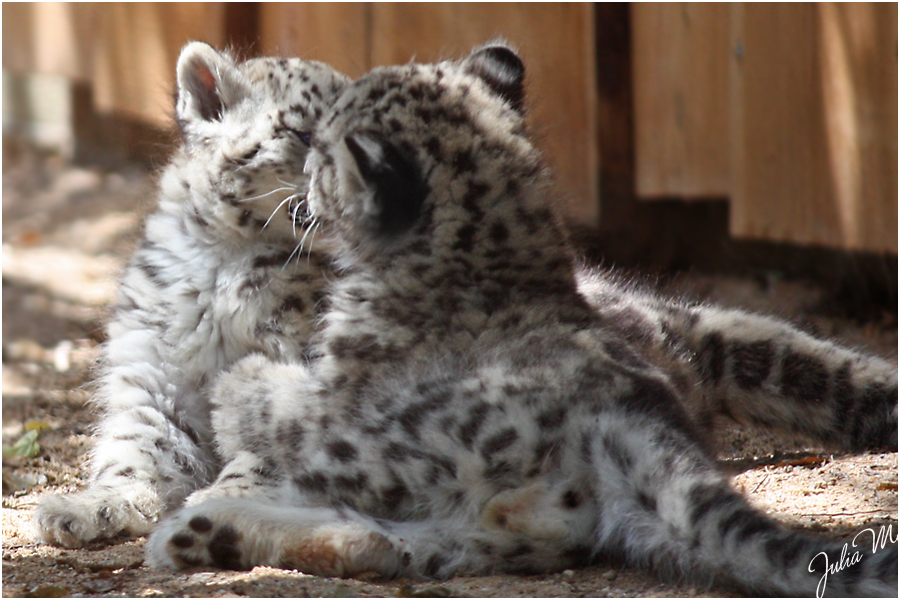 Fluffy Kiss