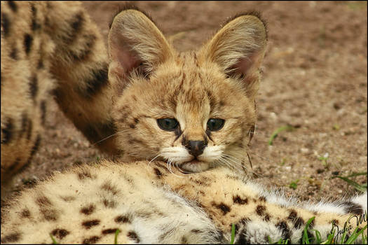 Big Ears, Bright Eyes