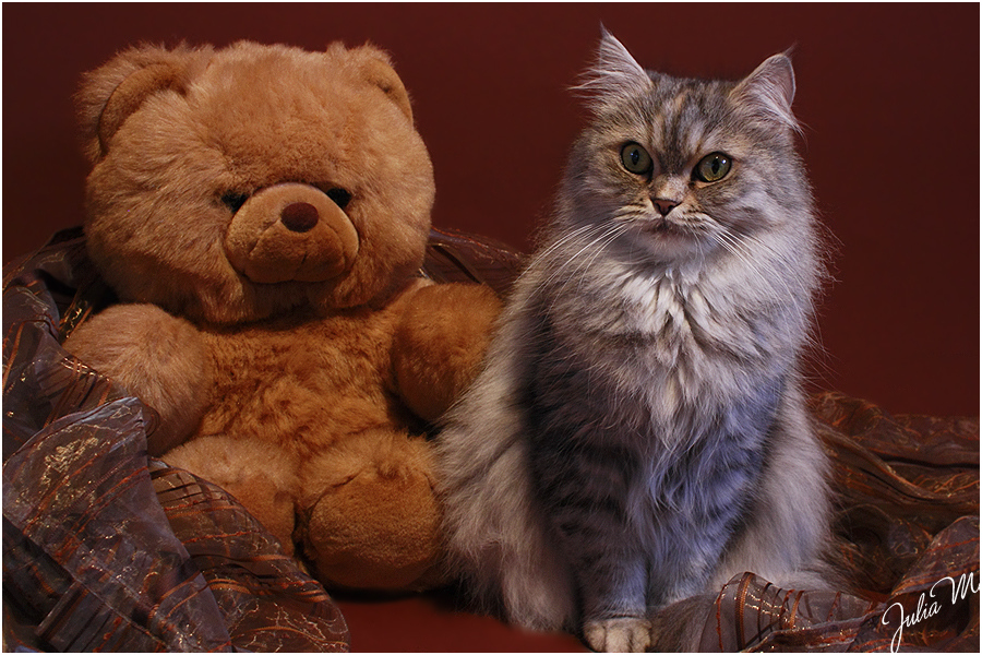 Teddy Cat