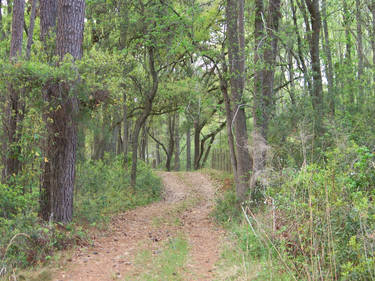 Forest Path