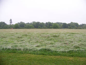 Dew-laced Field