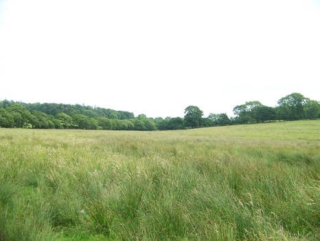 Welsh field