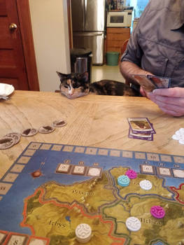 Cat-tan on  Game Night!