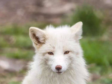 Arctic Foxes