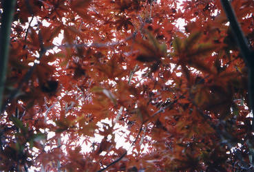 The Japanese Maple