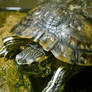 Charlie the Yelllow Slider Turtle