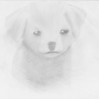 Puppy Sketch