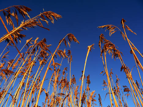 Reaching for the Sky