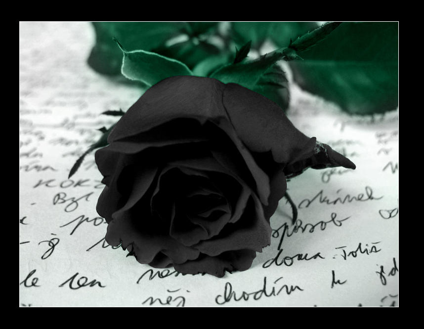 Цветы расстались. Черный цвет. Темные розы. Красивые черные розы.