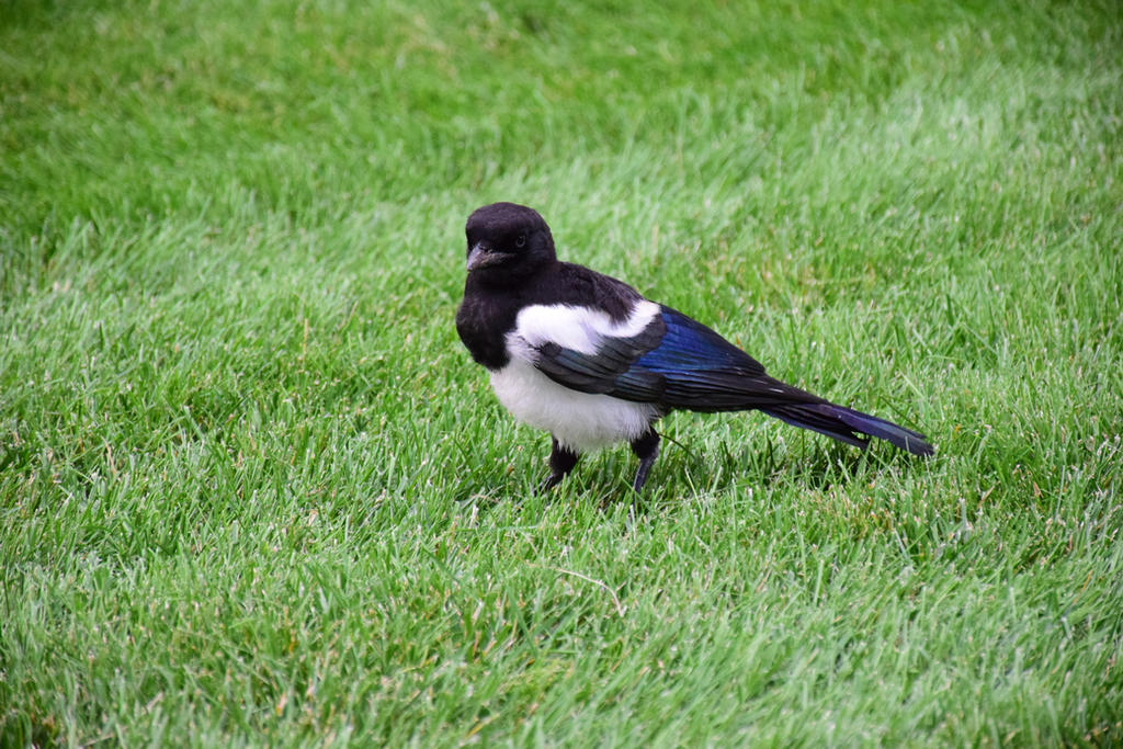 Sentient Magpie Magpie by Synsanity on DeviantArt