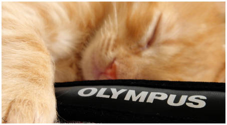 Olympus cat
