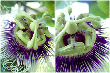 Passionflower by sunset-drive