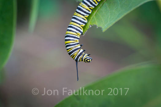 Monarch Caterpiller