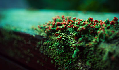 Decked in Lichens