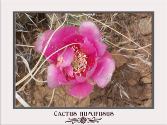 Cactus humifusus