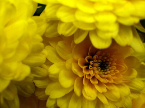 Rainy Day Zinnia