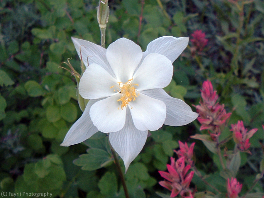 Fragile Columbine