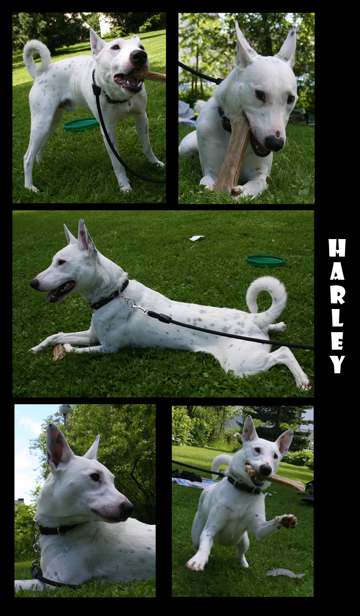 Harley in the Park