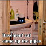Basement cat