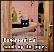 Basement cat