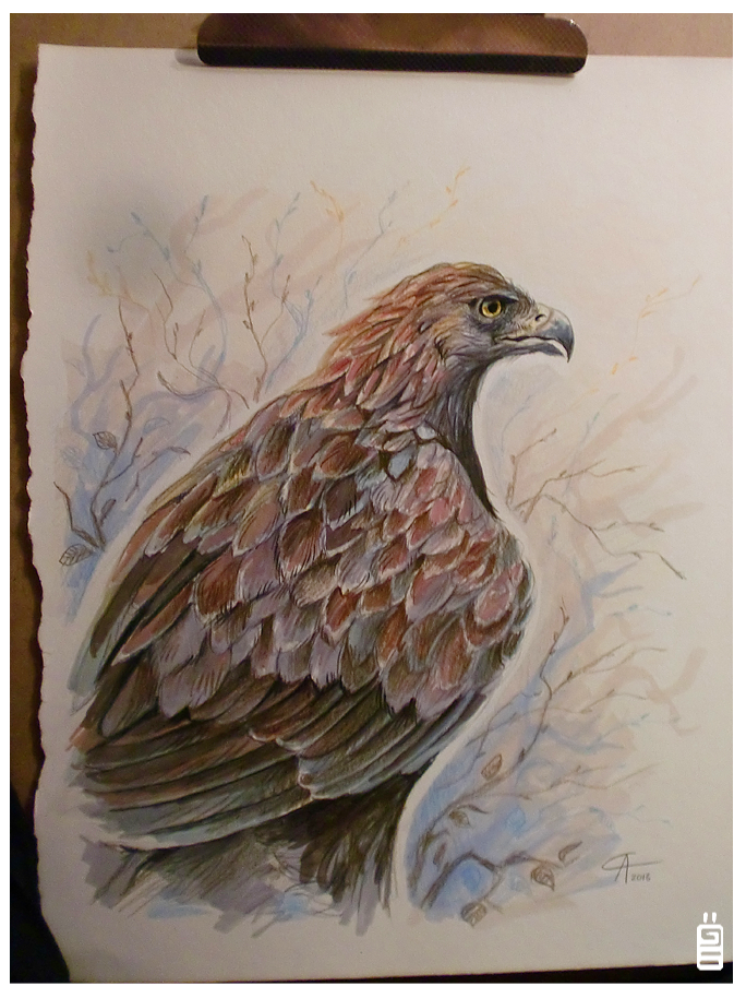 Golden eagle